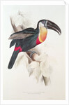 Sulphur and white breasted Toucan, 19th century by Edward Lear