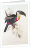 Sulphur and white breasted Toucan, 19th century by Edward Lear