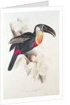 Sulphur and white breasted Toucan, 19th century by Edward Lear