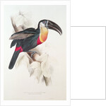 Sulphur and white breasted Toucan, 19th century by Edward Lear