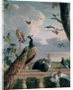 Palace of Amsterdam with Exotic Birds by Melchior de Hondecoeter