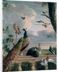Palace of Amsterdam with Exotic Birds by Melchior de Hondecoeter