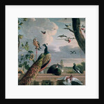 Palace of Amsterdam with Exotic Birds by Melchior de Hondecoeter