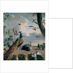 Palace of Amsterdam with Exotic Birds by Melchior de Hondecoeter