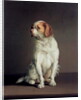 Portrait of a King Charles Spaniel by Louis Leopold Boilly