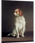 Portrait of a King Charles Spaniel by Louis Leopold Boilly