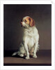 Portrait of a King Charles Spaniel by Louis Leopold Boilly