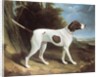 Portrait of a liver and white pointer by George Garrard