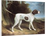 Portrait of a liver and white pointer by George Garrard