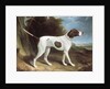 Portrait of a liver and white pointer by George Garrard