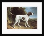 Portrait of a liver and white pointer by George Garrard