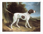Portrait of a liver and white pointer by George Garrard