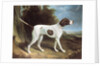 Portrait of a liver and white pointer by George Garrard