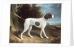 Portrait of a liver and white pointer by George Garrard