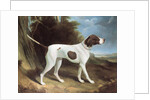Portrait of a liver and white pointer by George Garrard