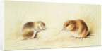 Dormice, 19th century by Edward Lear