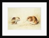 Dormice, 19th century by Edward Lear