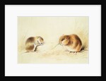 Dormice, 19th century by Edward Lear