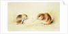 Dormice, 19th century by Edward Lear