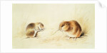 Dormice, 19th century by Edward Lear