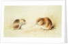 Dormice, 19th century by Edward Lear