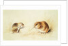Dormice, 19th century by Edward Lear