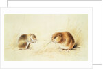 Dormice, 19th century by Edward Lear