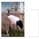 Manchurian Crane, Cockatoo and Robin by Henry Stacy Marks