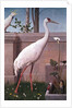 Indian Crane, Cockatoo, Bullfinch and Thrush by Henry Stacy Marks