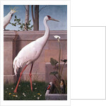 Indian Crane, Cockatoo, Bullfinch and Thrush by Henry Stacy Marks