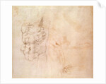 Torso Study by Michelangelo Buonarroti