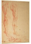 Studies of Legs and Arms by Michelangelo Buonarroti