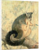 The Possum by Caroline Louisa Atkinson