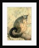 The Possum by Caroline Louisa Atkinson