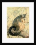 The Possum by Caroline Louisa Atkinson