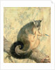 The Possum by Caroline Louisa Atkinson