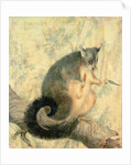 The Possum by Caroline Louisa Atkinson