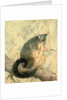 The Possum by Caroline Louisa Atkinson