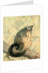The Possum by Caroline Louisa Atkinson