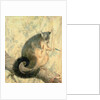 The Possum by Caroline Louisa Atkinson