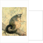 The Possum by Caroline Louisa Atkinson