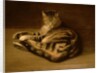 Recumbent Cat, 1898 by Theophile Alexandre Steinlen