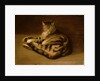 Recumbent Cat, 1898 by Theophile Alexandre Steinlen