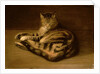 Recumbent Cat, 1898 by Theophile Alexandre Steinlen