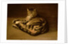 Recumbent Cat, 1898 by Theophile Alexandre Steinlen