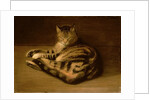 Recumbent Cat, 1898 by Theophile Alexandre Steinlen