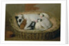 Bitch with her Puppies in a Wicker Basket by Samuel de Wilde