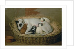 Bitch with her Puppies in a Wicker Basket by Samuel de Wilde