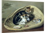 Cat with Her Kittens in a Basket by Samuel de Wilde