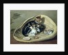 Cat with Her Kittens in a Basket by Samuel de Wilde
